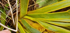 Aciphylla ferox