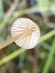 Galerina semilanceata
