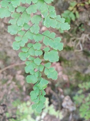 Adiantum concinnum
