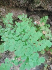 Adiantum concinnum