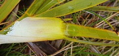 Aciphylla ferox