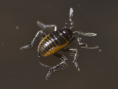 Microveliinae