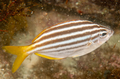 Atypichthys strigatus