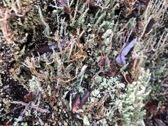 Cladonia squamosa