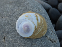 Sigapatella novaezelandiae