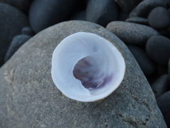 Sigapatella novaezelandiae