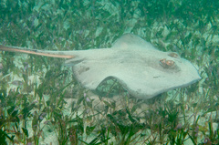 Trygonoptera testacea