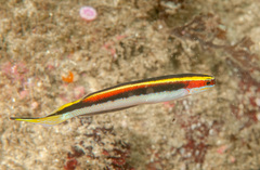 Trachinops taeniatus