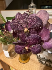 Vanda