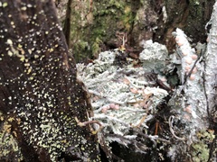 Icmadophila ericetorum