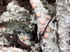 Icmadophila ericetorum