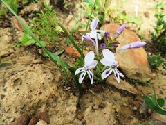 Lapeirousia pyramidalis