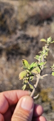 Salvia munzii