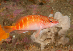 Hypoplectrodes maccullochi