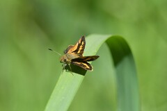 Ocybadistes walkeri sothis