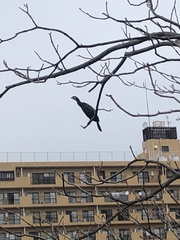 Phalacrocorax carbo hanedae
