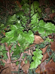 Erigeron quercifolius