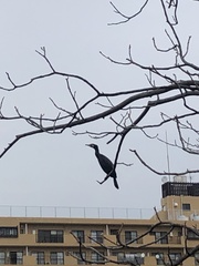 Phalacrocorax carbo hanedae
