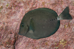 Prionurus microlepidotus