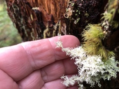 Sphaerophorus tuckermanii