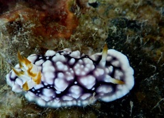 Goniobranchus geometricus
