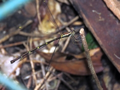 Episynlestes albicaudus