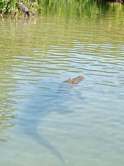 Crocodylia
