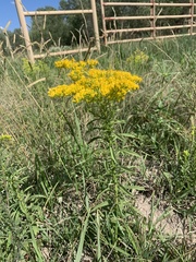 Solidago missouriensis
