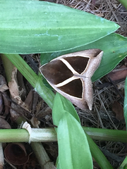 Chalciope mygdon