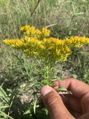 Solidago missouriensis