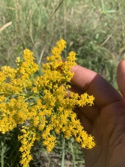 Solidago missouriensis