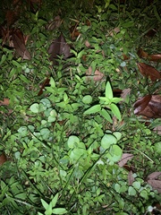 Stachys floridana