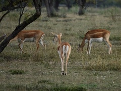 Antilope cervicapra