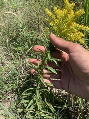 Solidago missouriensis