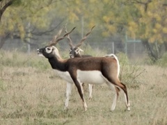 Antilope cervicapra