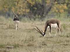 Antilope cervicapra