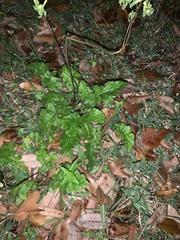 Youngia