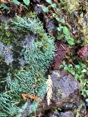 Pilophorus acicularis