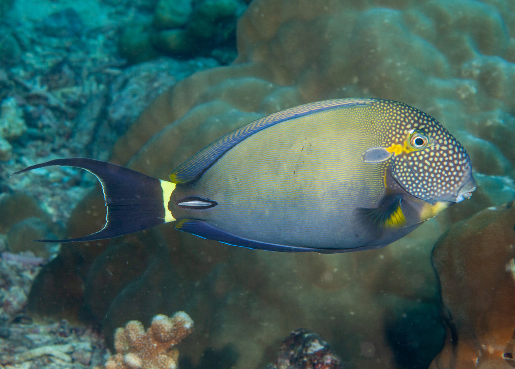 Witsproet-doktersvis (Acanthurus maculiceps) — Acanthuridae