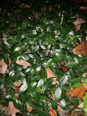 Trachelospermum