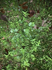 Bidens alba