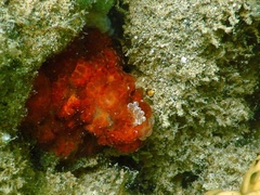 Alicia pretiosa