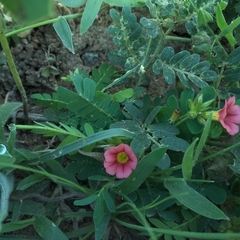 Biophytum poterioides