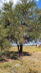 Prosopis kuntzei