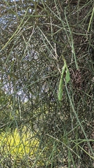 Prosopis kuntzei