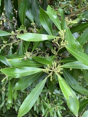 Tristaniopsis laurina