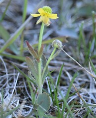 Ranunculus rhomboideus