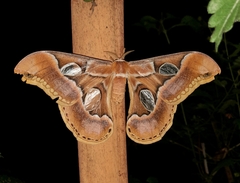 Rothschildia arethusa