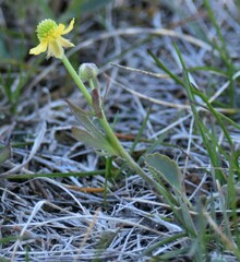 Ranunculus rhomboideus