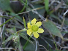 Ranunculus rhomboideus